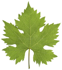 Vijgeblad
